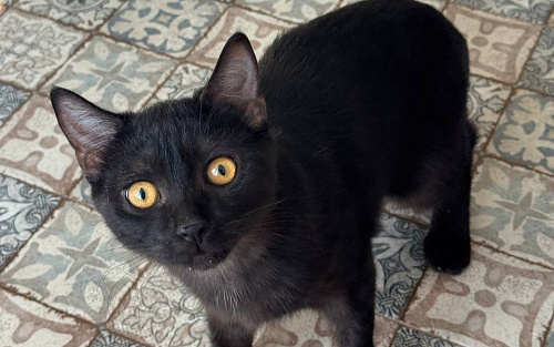котенок Шмель ищет дои