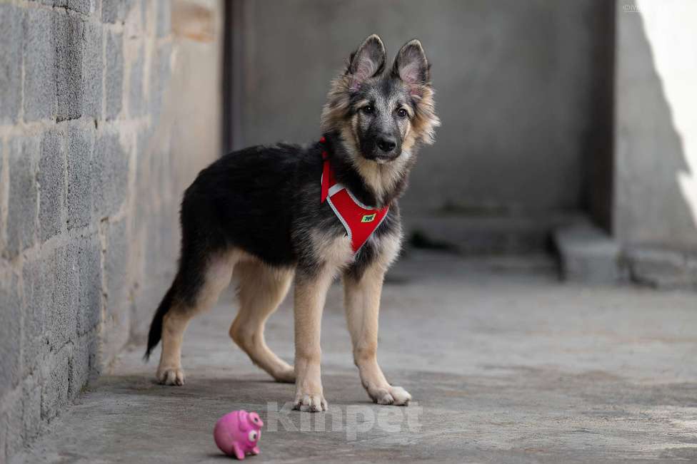 Собаки в Москве: Тайга - ваш личный медвежонок Девочка, Бесплатно - фото 6