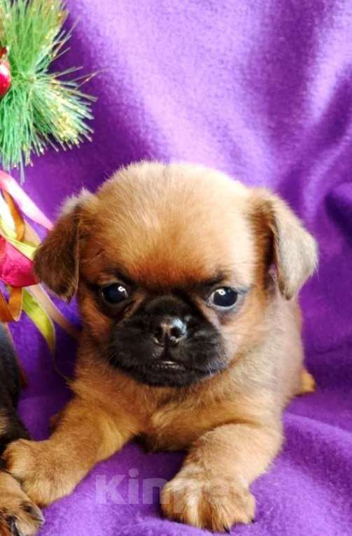 Собаки в Москве: Малый брабансон рыжий мальчик Мальчик, 40 000 руб. - фото 1