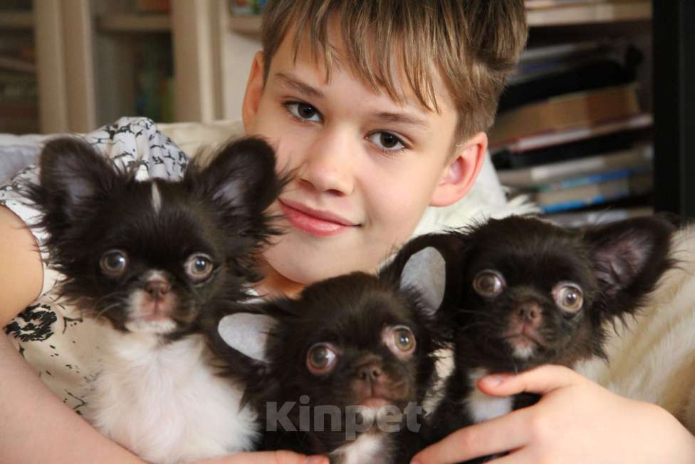 Собаки в Москве: Шоколадный мини мальчик Мальчик, Бесплатно - фото 6