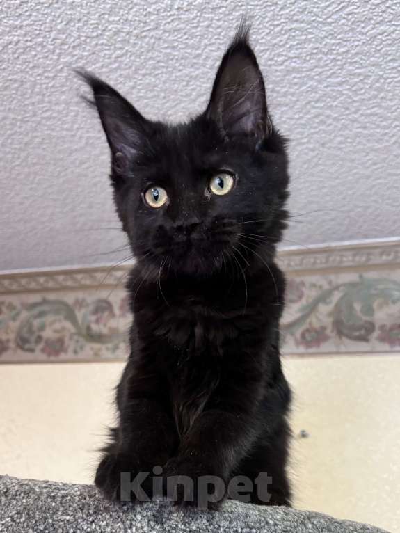 Кошки в Санкт-Петербурге: Необычайно милейшая девочка Девочка, 30 000 руб. - фото 3