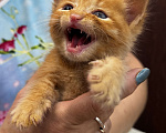 Кошки в Химках: Котенок в дар  Мальчик, Бесплатно - фото 4