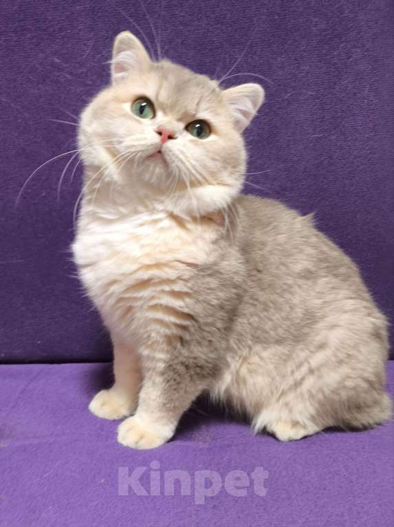 Кошки в Москве: Котик голубое золото Мальчик, 10 000 руб. - фото 1