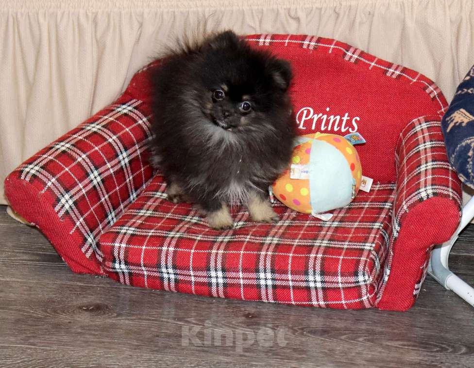 Собаки в Москве: самая ЯРКАЯ девочка шпица Девочка, 55 000 руб. - фото 3