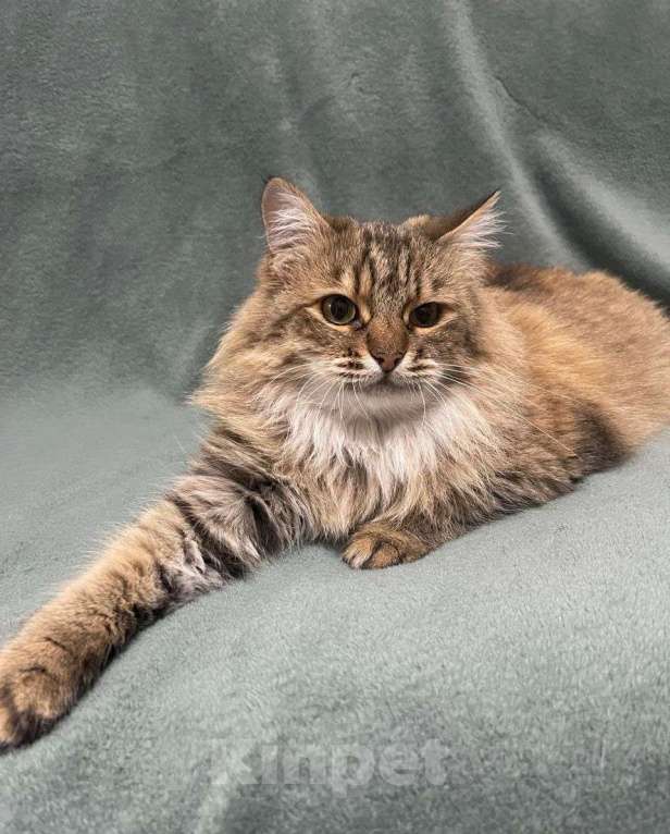 Кошки в Москве: Пушистая кошечка Черешня ищет дом и самые добрые руки! Девочка, Бесплатно - фото 2