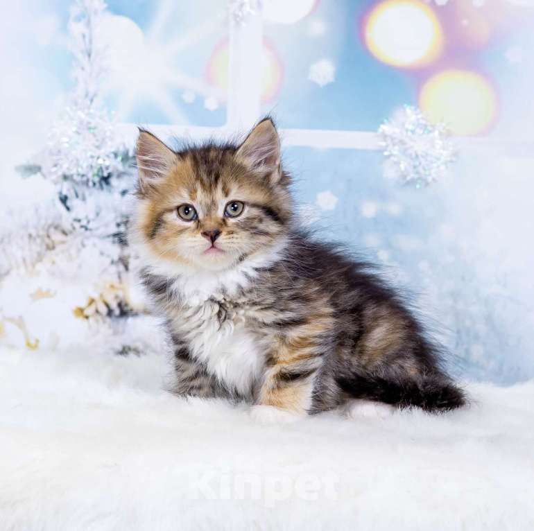 Кошки в Москве: Девочка Эмбер Девочка, 50 000 руб. - фото 4