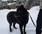 Собаки в Тосно: найден черный средний взрослый кабель Мальчик, 10 руб. - фото 2