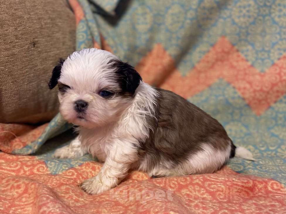 Собаки в Санкт-Петербурге: Обаятельная девочка ши тцу  Девочка, 40 000 руб. - фото 6
