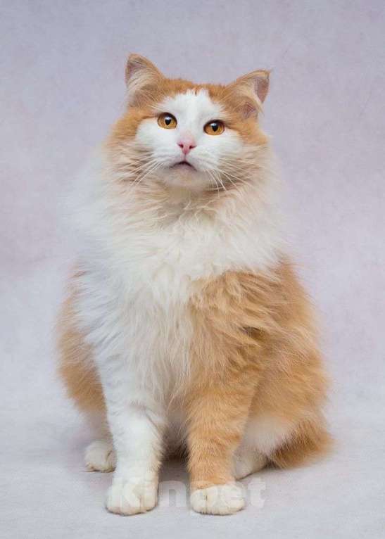 Кошки в Москве: Очаровательный пушистый рыжий котик ищет любящую семью! Мальчик, Бесплатно - фото 2