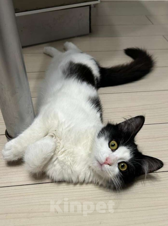 Кошки в Москве: Котёночка  Девочка, Бесплатно - фото 2