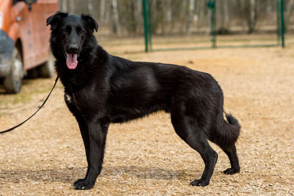 Собаки в Москве: Вальтер Мальчик, Бесплатно - фото 16