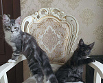 Кошки в Москве: Котята мейн кун 2 кота, 35 000 руб. - фото 3