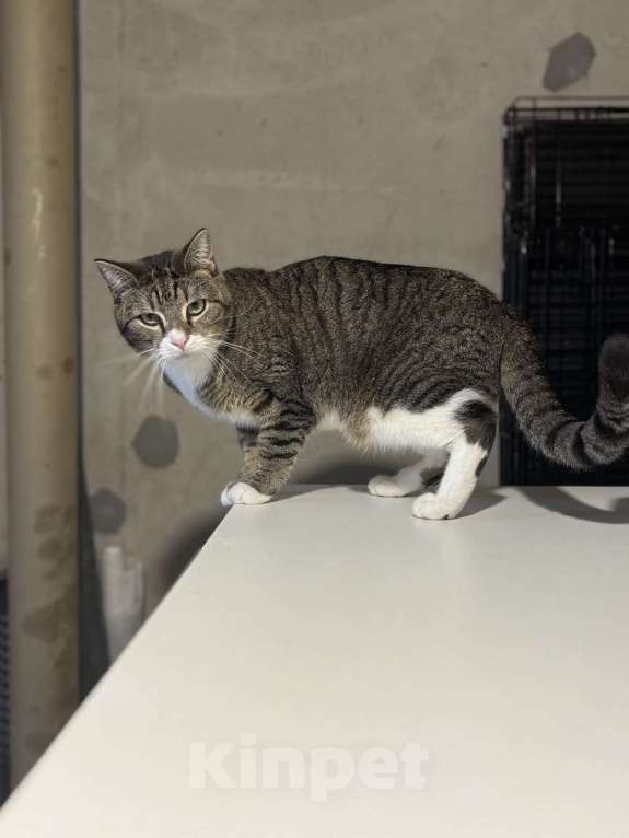 Кошки в Санкт-Петербурге: Лёха ищет дом Мальчик, Бесплатно - фото 2