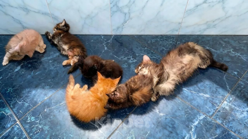 Кошки в других городах Московской области: Шоу класс. Самые красивые Мейн куны. Разнополые, 50 000 руб. - фото 2