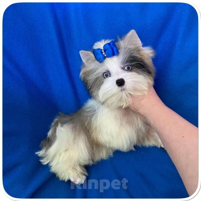 Собаки в Москве: Мраморный голубоглазый йорк мальчик мини Мальчик, 130 000 руб. - фото 1