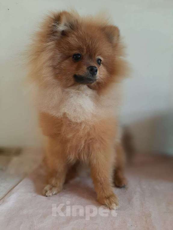 Собаки в Самаре: Шпиц Мальчик, 40 000 руб. - фото 4