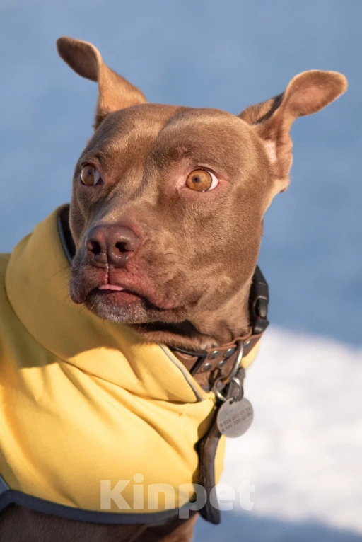 Собаки в Москве: Ласковая собака в добрые руки Девочка, Бесплатно - фото 4