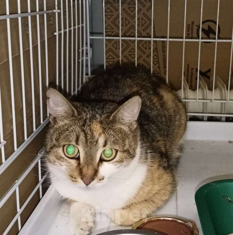 Кошки в Вологде: Пампушка и Помадка ищут Дом  Девочка, Бесплатно - фото 5