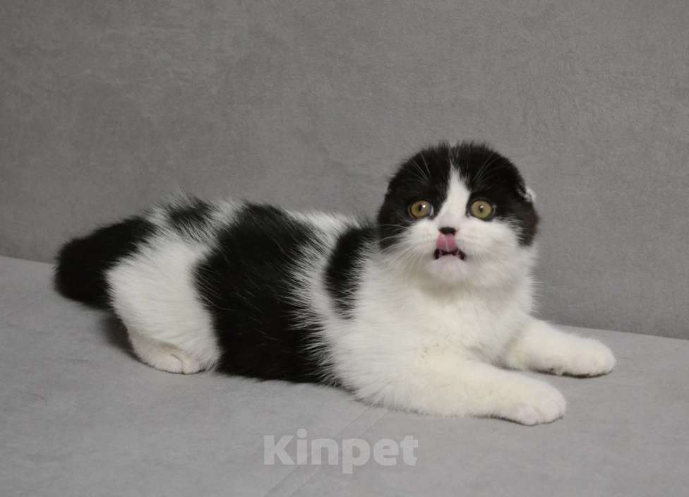 Кошки в Нижнем Новгороде: Шотландский красавчик Мальчик, 45 000 руб. - фото 2