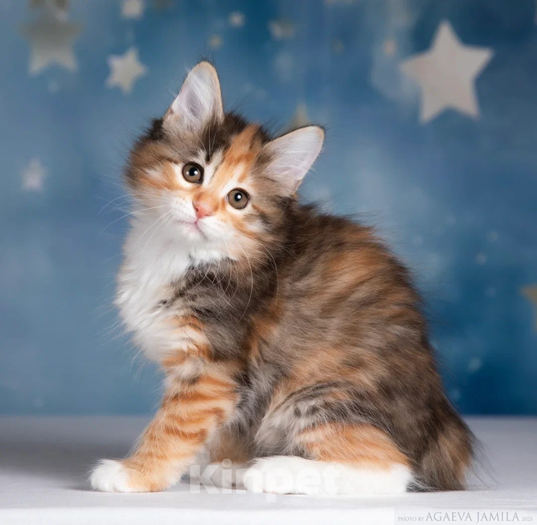 Кошки в других городах Московской области: Кошка курильского бобтейла Девочка, 50 000 руб. - фото 7