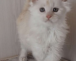 Кошки в других городах Ярославской области: Котята Мейн кун Мальчик, Бесплатно - фото 3