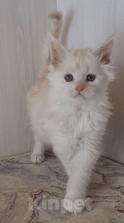 Кошки в других городах Ярославской области: Котята Мейн кун Мальчик, Бесплатно - фото 3