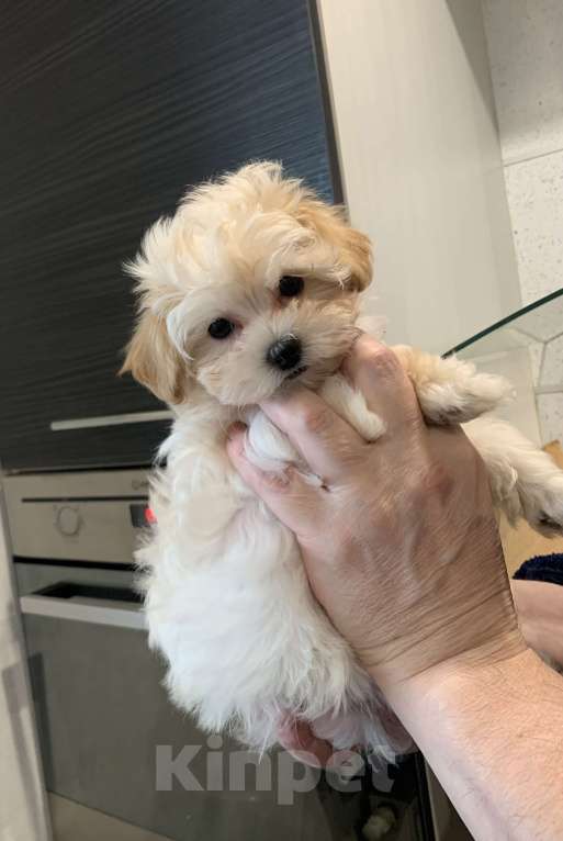 Собаки в Санкт-Петербурге: Мальтипу Ф1 мини мальчик Мальчик, 100 000 руб. - фото 3