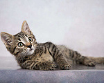Кошки в московском: Кому милого котенка Василечка? Мальчик, Бесплатно - фото 4