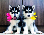 Собаки в Липецке: Хаски Щенки Разных окрасов Разнополые, Бесплатно - фото 1