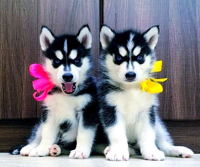 Хаски Щенки Разных окрасов