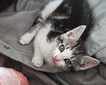Кошки в Лобне: Котёнок в добрые руки Мальчик, Бесплатно - фото 1