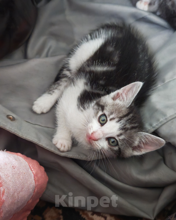 Кошки в Лобне: Котёнок в добрые руки Мальчик, Бесплатно - фото 1