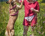 Собаки в Москве: Молодая, умная и дружелюбная собака ищет семью. Девочка, Бесплатно - фото 3