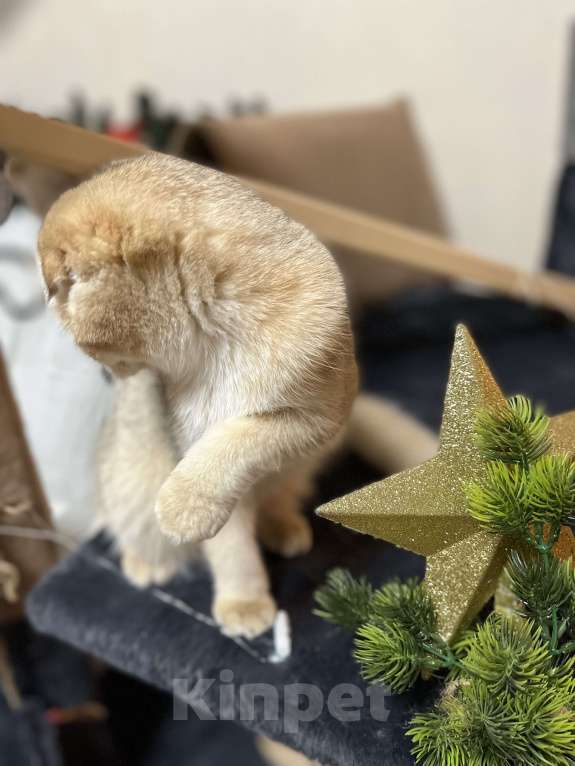 Кошки в Москве: Шотландский вислоухий котенок Девочка, 40 000 руб. - фото 6