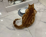 Кошки в Москве: Котик Рыжик ищет дом Мальчик, 1 руб. - фото 4
