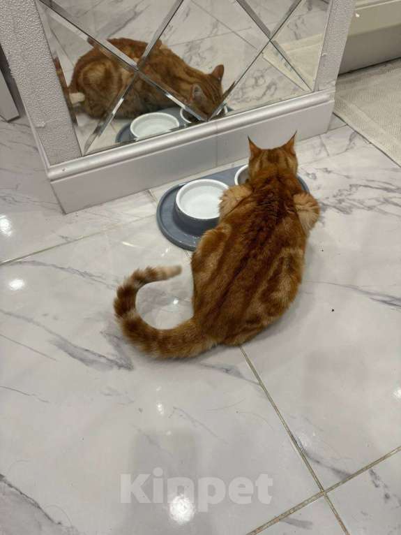Кошки в Москве: Котик Рыжик ищет дом Мальчик, 1 руб. - фото 4