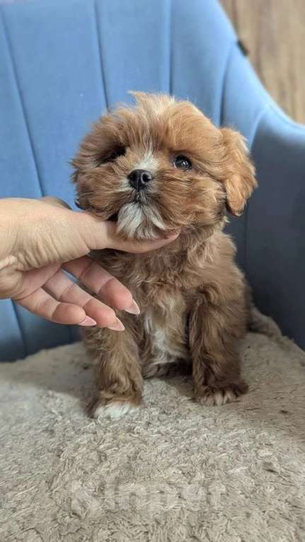 Собаки в других городах Московской области: Собаки Девочка, Бесплатно - фото 1
