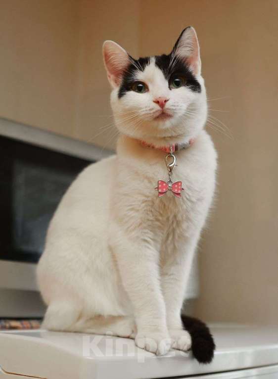 Кошки в Москве: Котёнок-подросток Боня ищет самые добрые руки! Девочка, Бесплатно - фото 2