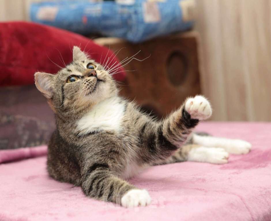 Кошки в Санкт-Петербурге: Маргоша ищет дом  Девочка, Бесплатно - фото 1