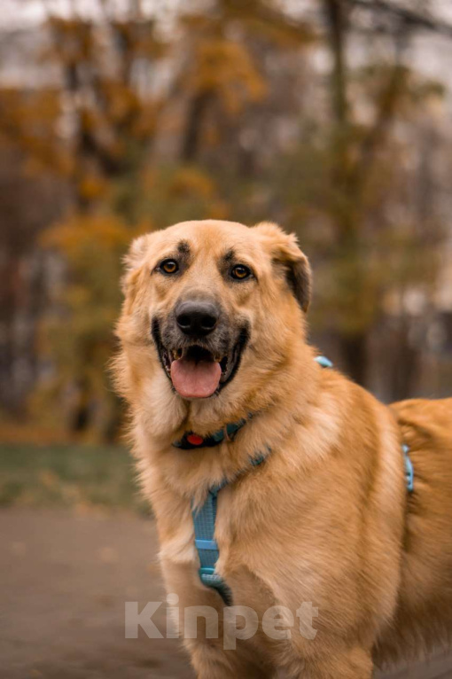 Собаки в Москве: Собака в добрые руки бесплатно Москва Мальчик, Бесплатно - фото 2