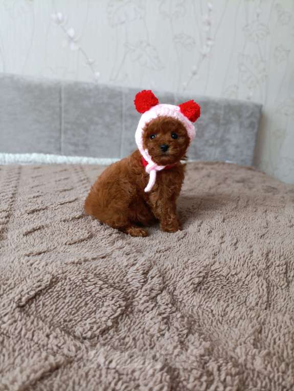 Собаки в Новосибирске: Той пудельки Девочка, 60 000 руб. - фото 1