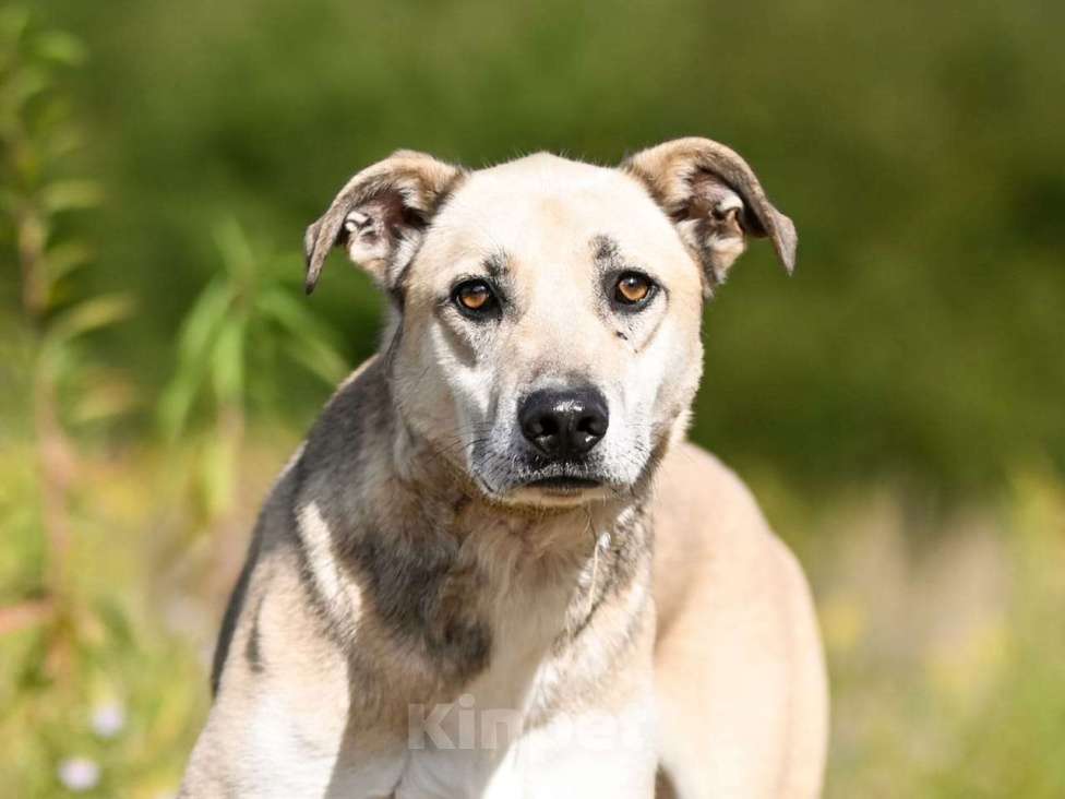 Собаки в Химках: Сахар в самые лучшие руки Мальчик, Бесплатно - фото 2