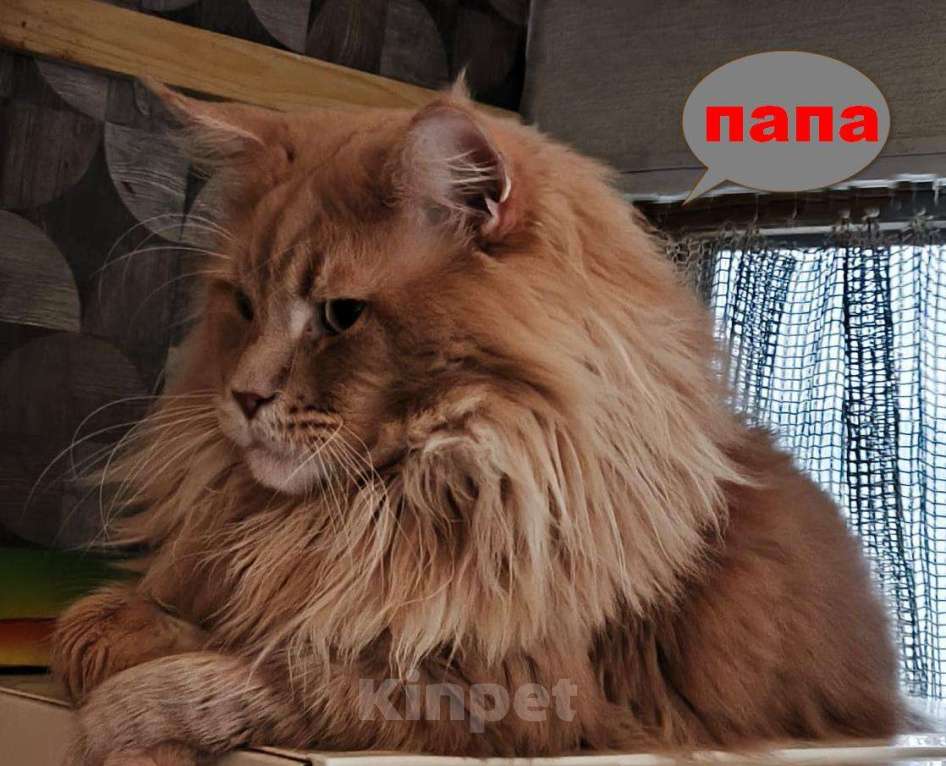 Кошки в Санкт-Петербурге: Мальчик мейн кун Мальчик, 65 000 руб. - фото 5