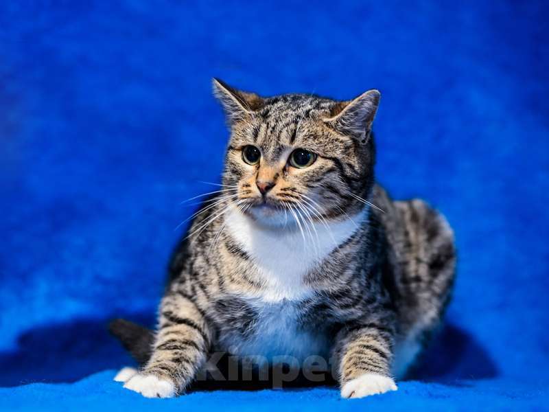 Кошки в Москве: Котята-подростки британской породы в добрые руки Мальчик, Бесплатно - фото 4