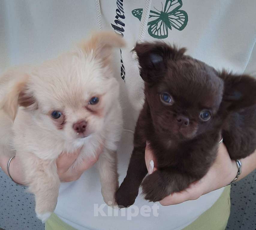 Собаки в Казани: Продаю щенка Девочка, 30 000 руб. - фото 2