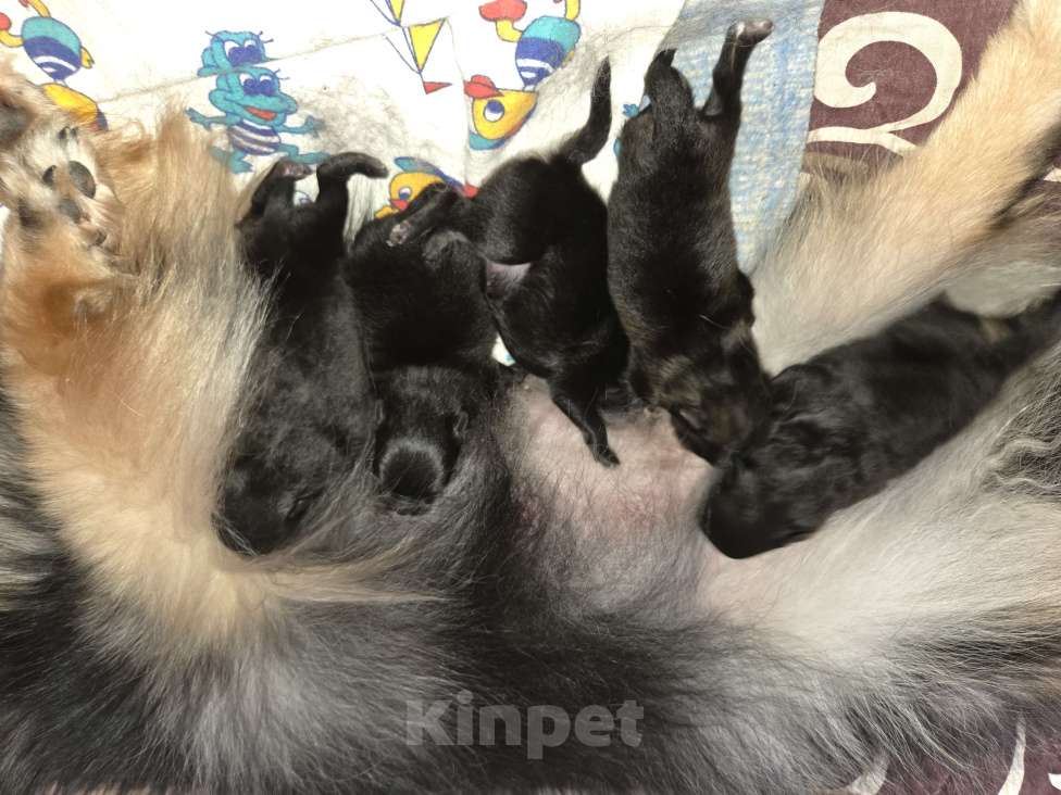 Собаки в других городах Московской области: Немецкий шпиц малый Разнополые, 50 000 руб. - фото 2