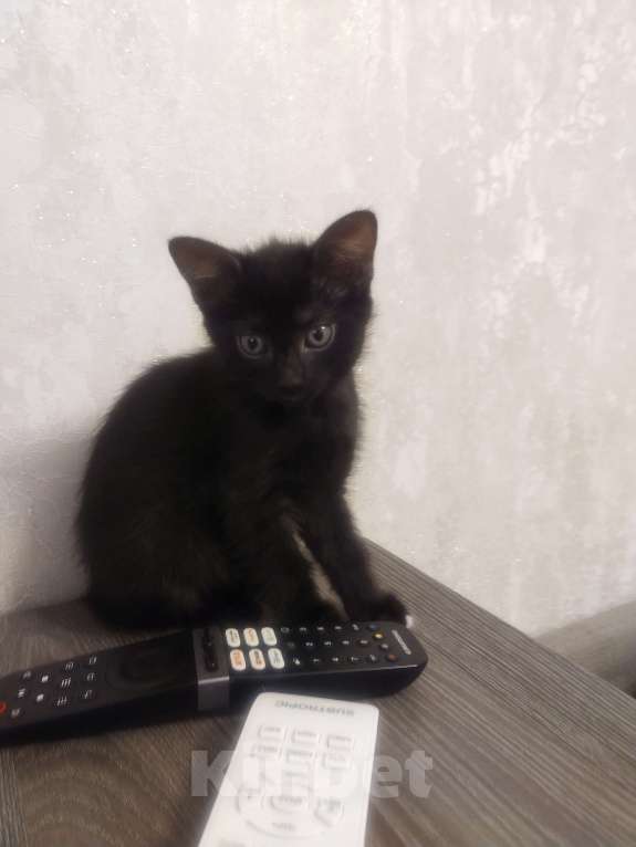Кошки в Балашихе: Кошечка в добрые руки  Девочка, Бесплатно - фото 1