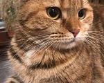 Кошки в Острогожске: РАСПРОДАЖА.Котята Шотландцы вислоухие, 4 000 руб. - фото 3