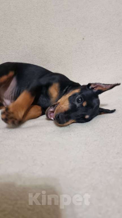 Собаки в Наро-Фоминске: Щенок цвергпинчер, кобель купированный Мальчик, 60 000 руб. - фото 9