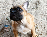 Собаки в Приморско-Ахтарске: Палевая девочка французского бульдога Девочка, 65 000 руб. - фото 4